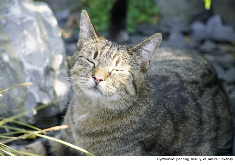 Sommerzeit & Sonnenbad: Abkühlung für Katzen