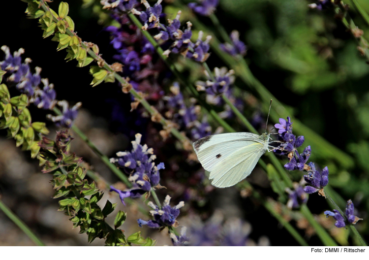 Gartenvisite: „Was blüht denn da?“ 