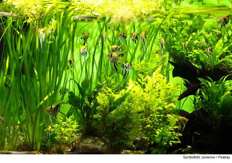 Wasserpflanzen für eine lebendige Aquariumwelt