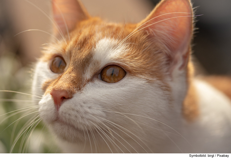 Unbekannter schießt Katze an