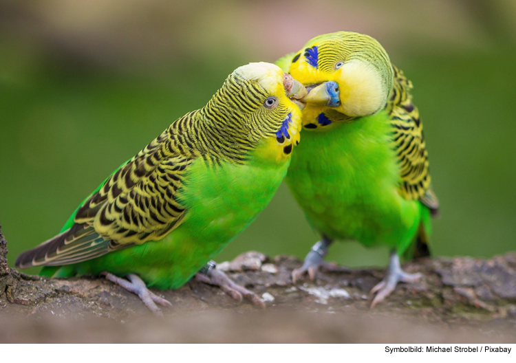 Urlaubsbetreuung für Vögel: gut geplant ist halb gewonnen