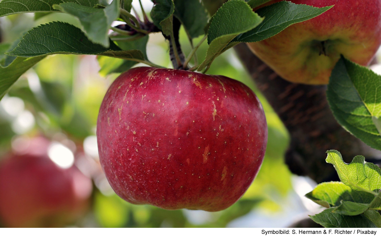 Hier wächst Stadt-Obst gratis