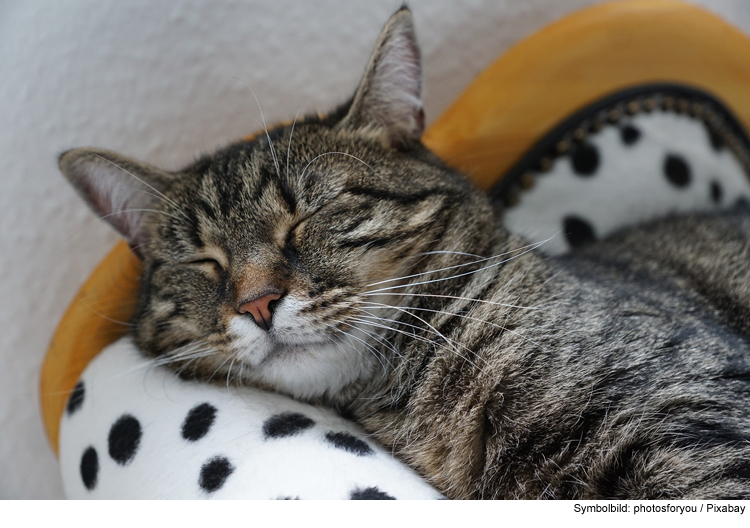 Siesta auch für Vierbeiner  