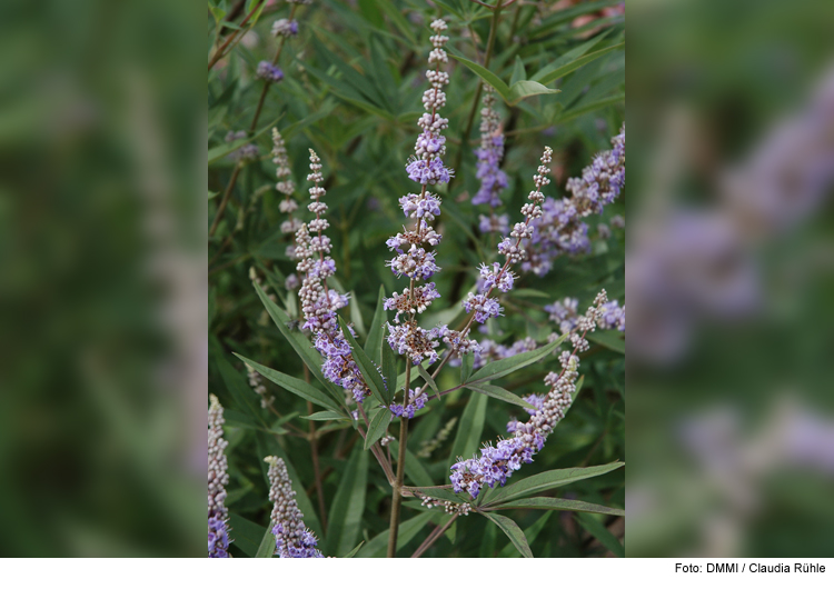 Gartenvisite: „Was blüht denn da?“ 