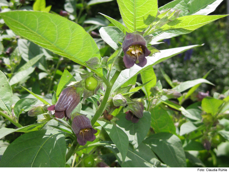 Öffentliche Gartenführung: Hexenkraut und Rasewurz 