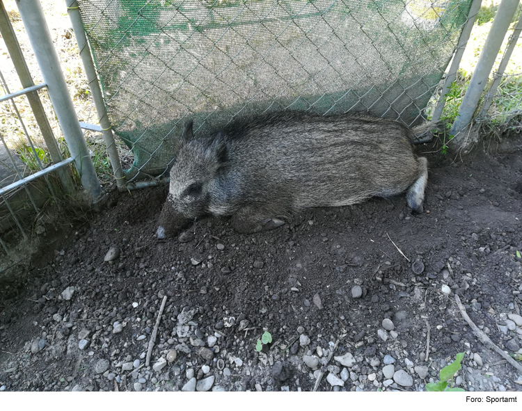 Neuzugang bei den Wildschweinen 