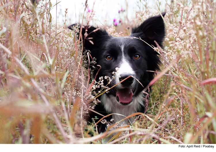 Spaß und Action: Aktiv mit Hund 