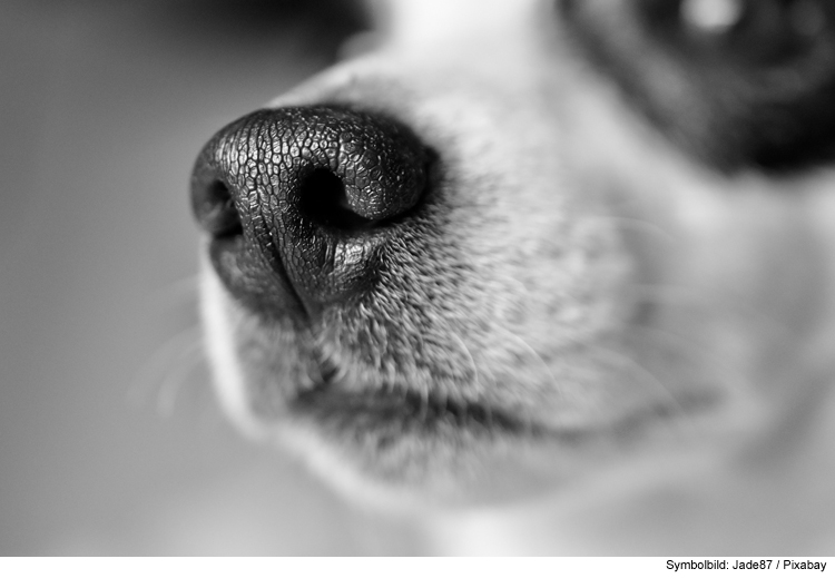 Entlaufenen Hund auf Autobahn angefahren