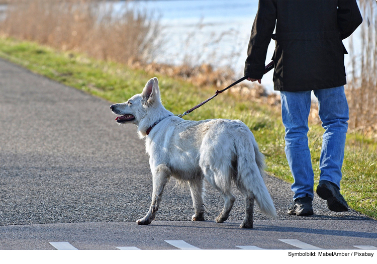 Dogsitter: Was einen guten Hundesitter ausmacht