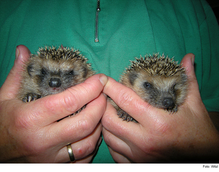 Pflege- und Auswilderungsplätze für Igel gesucht