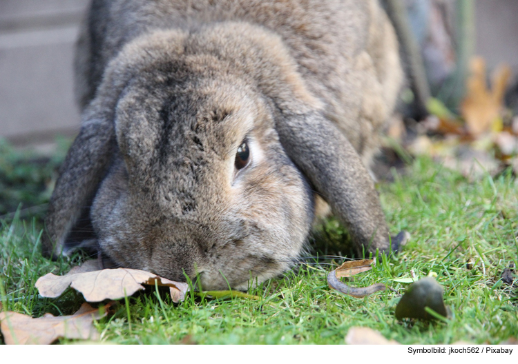 Wintertipps für Kaninchen im Außengehege