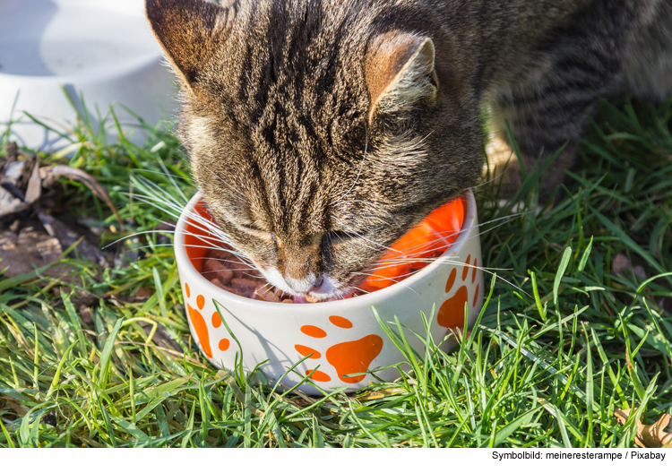 Katzenfutter richtig aufbewahren - so geht's!