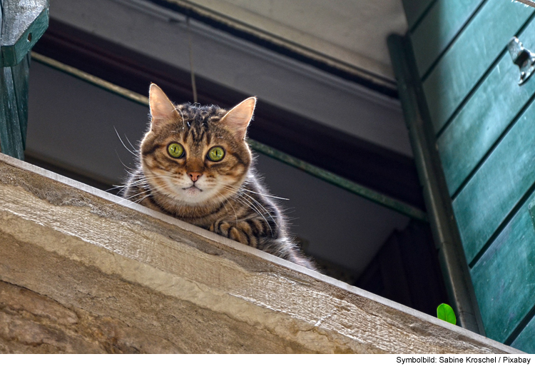 Näpfe leer: Einsatzkräfte befreien Katze aus misslicher Lage