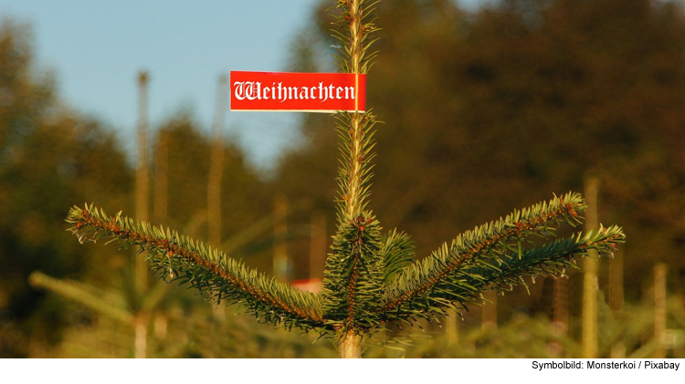 Christbaumdieb auf frischer Tat ertappt