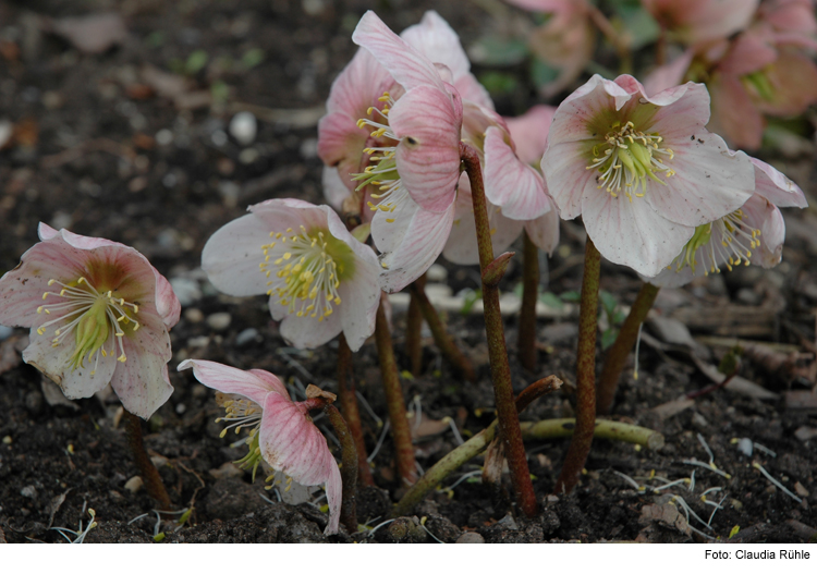 Hybride Gartenvisite: „Christrose“