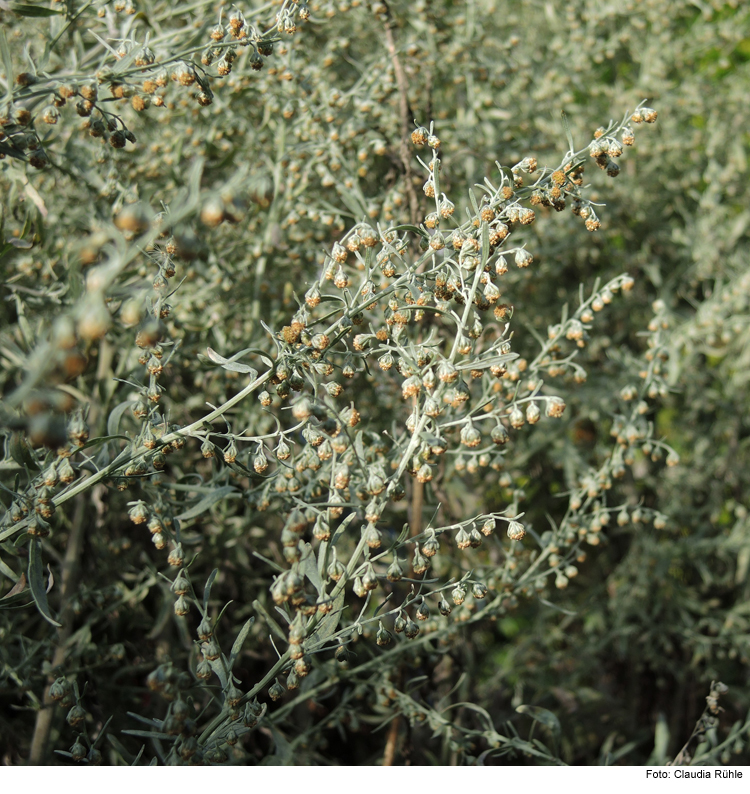 Hybride Gartenvisite: Magenbitter