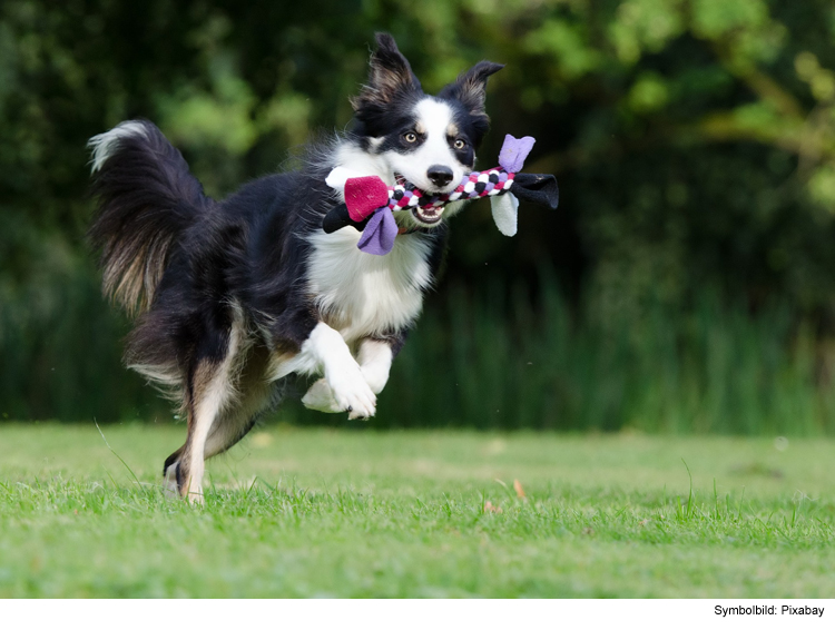 Sicher wissen, wo Ihr Liebling ist: Der GPS-Tracker für Tiere