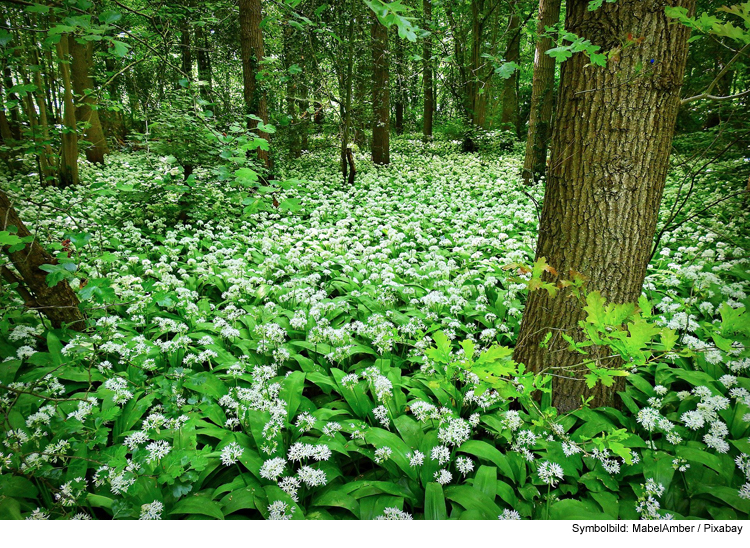 Mit Bärlauch den Auwald schmecken