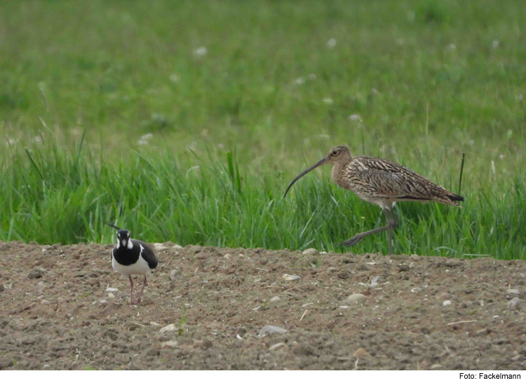 Brachvogel, Kiebitz und Feldlerche sind aus den Winterquartieren zurück