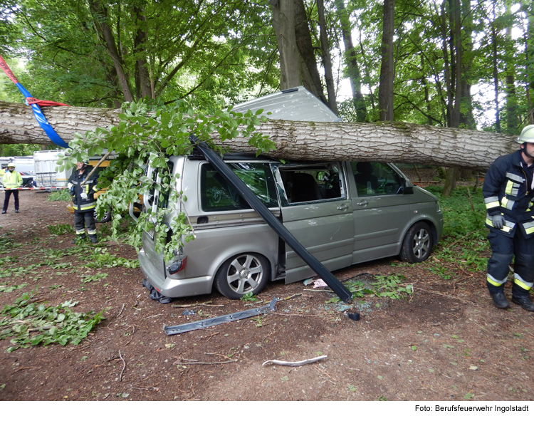 25-Meter-Baum ist umgestürzt