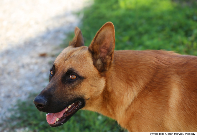 Hunde ohne Leine - 51-Jähriger landet in Ausnüchterungszelle