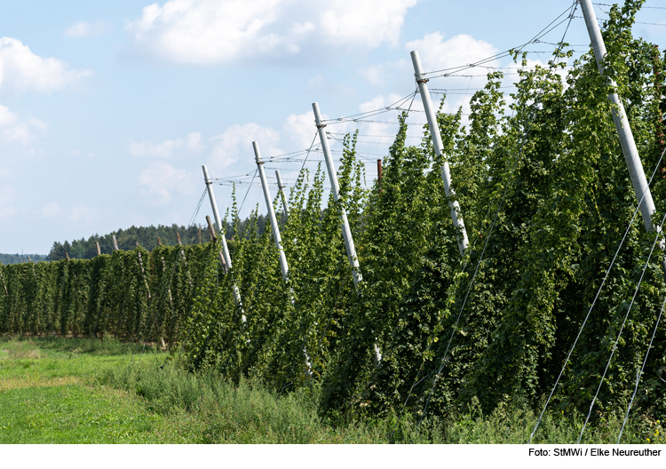 Photovoltaik-Dach für den Hallertauer Hopfen