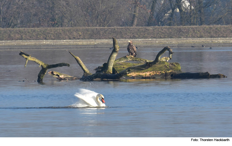 Herbstlicher Vogelzug am Bertoldsheimer Stausee