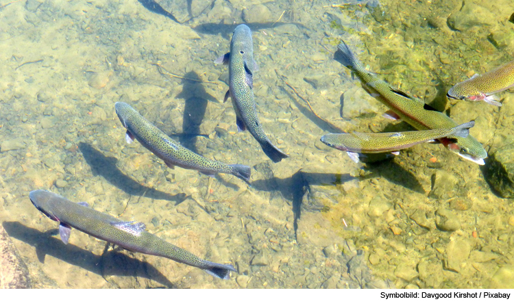 Fischseuche aufgetreten