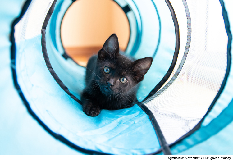 Spielerische Beschäftigung für Ihre Katze in der guten Stube 