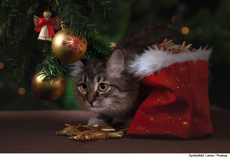 Weihnachten mit der Katze - katzensicher dekorieren