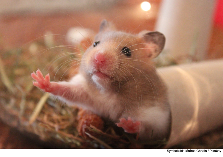 Spiele für Hamster, Meerschweinchen, Kaninchen und Co.