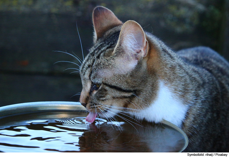 Katze mit Durchfall - Das hilft!