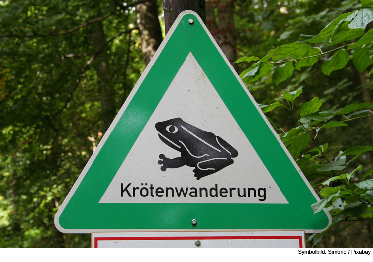 Die Amphibienwanderung beginnt