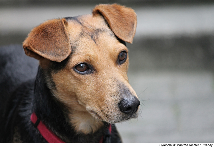 Hundesteuer wird fällig