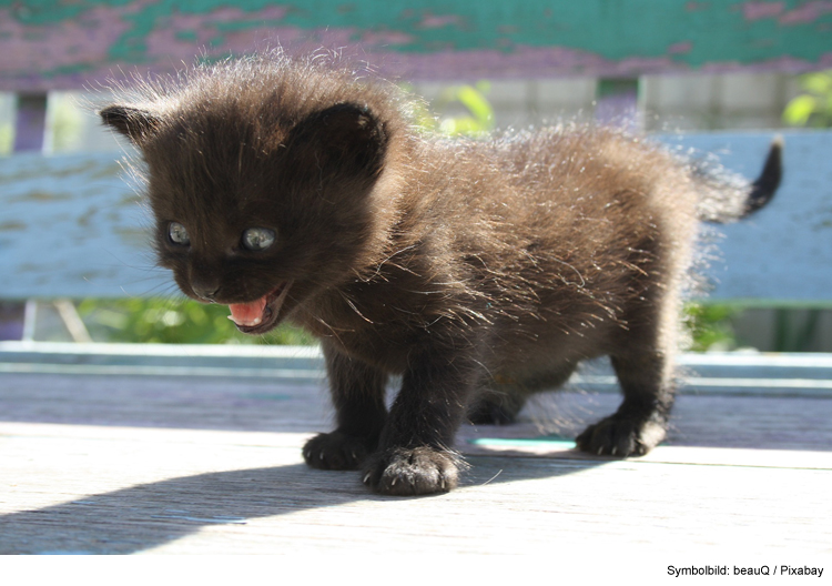 Ein Kitten erziehen: Knigge für kleine Tiger