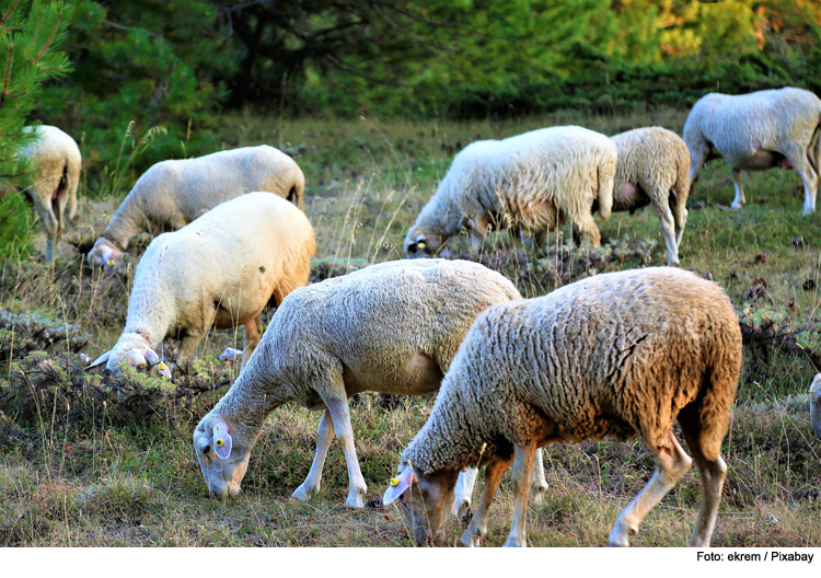 Beweidung von städtischen Flächen 