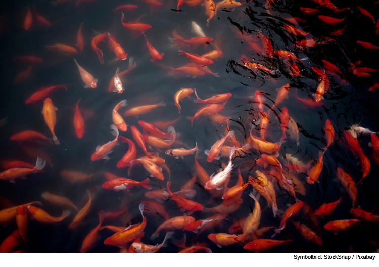 Fischfütterung im Gartenteich 