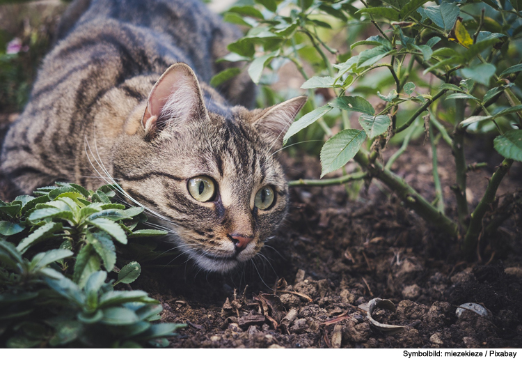 Ab in die Wildnis: Das Beste für Ihre Outdoor-Katze 