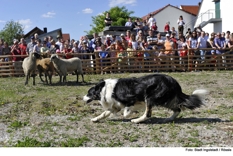 Zum Muttertag aufs Schäferfest