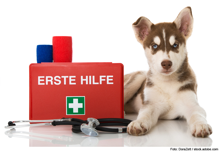 Erste Hilfe am Hund