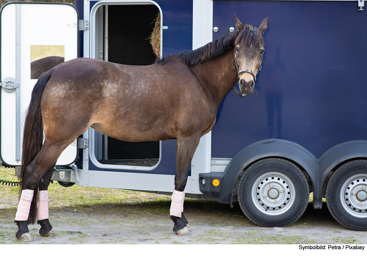 Pferd bei Verkehrsunfall verletzt