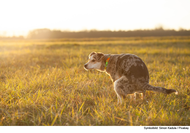 Wenn Hunde Durchfall haben