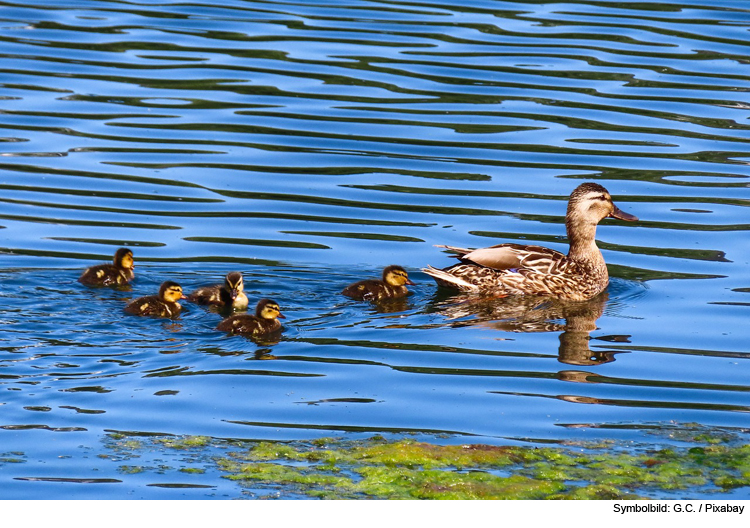 Vermehrung von Blaualgen an Ingolstädter See