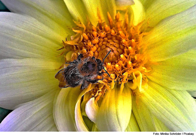 Exkursion zu den Wildbienen am Windsberg