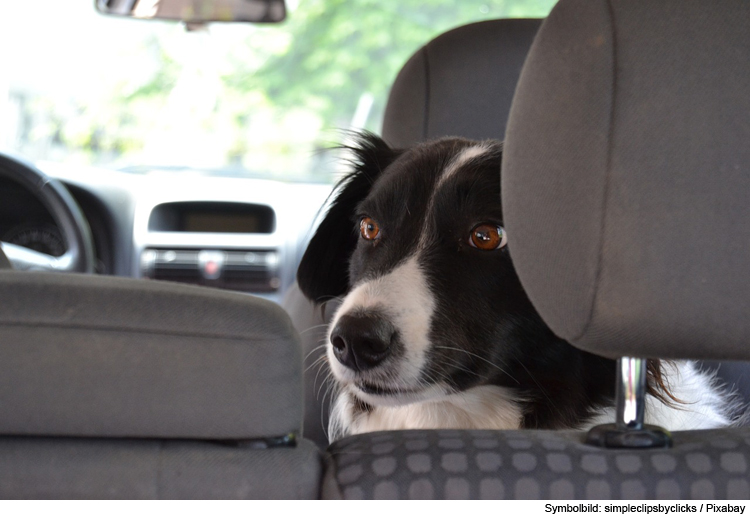 Hund bei 52 Grad Celsius im Auto eingesperrt