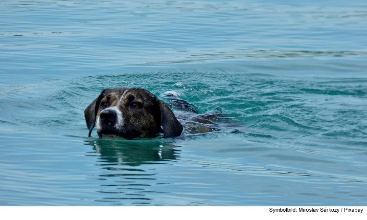 Baderegeln gelten auch für Hunde