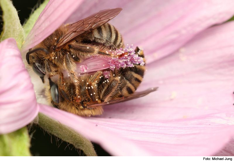 Rückgang von Wildbienenarten am Windsberg im Sommer 2023