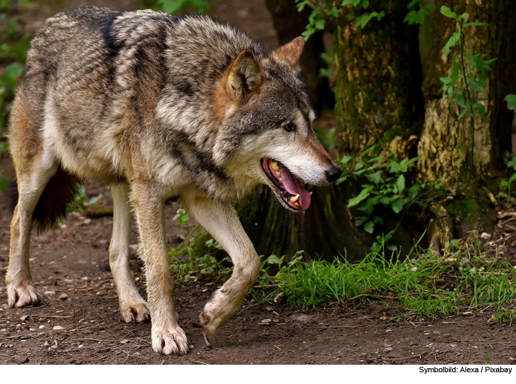 Wolf läuft auf Privatgrundstück herum