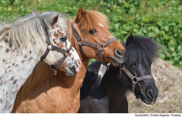 Verkehrsunfall mit Pony geht glimpflich aus