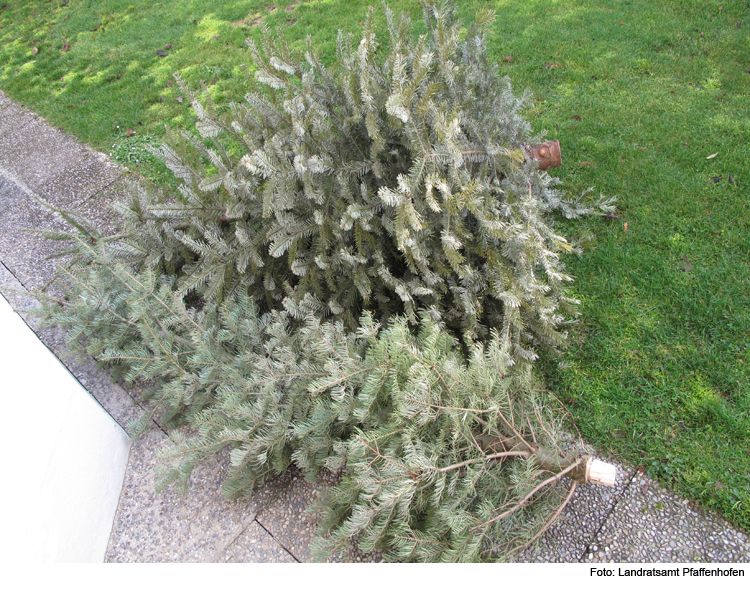 Hier können ausgediente Christbäume abgegeben werden